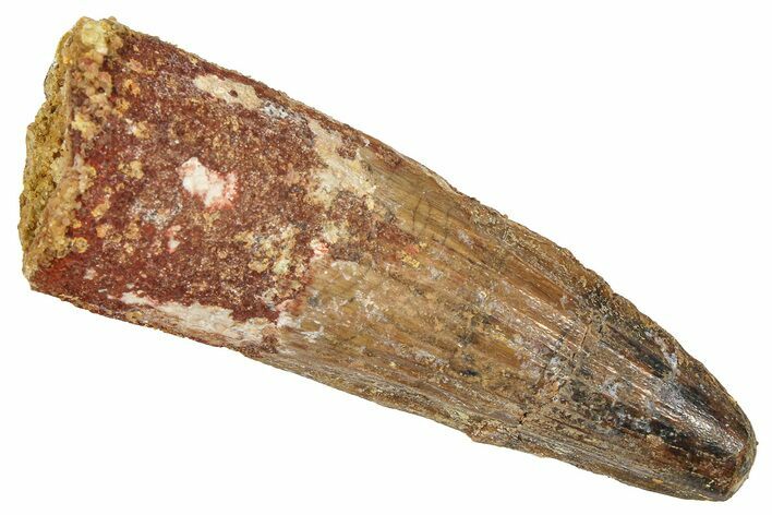 Fossil Spinosaurus Tooth - Real Dinosaur Tooth #372899